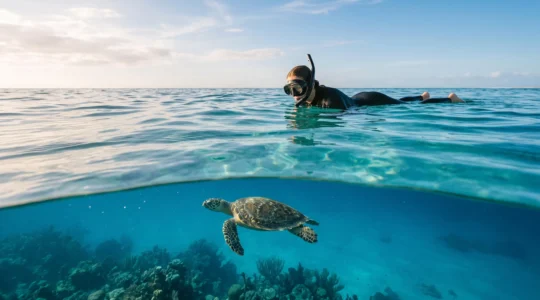 Nageur en apnée observant à distance respectueuse une tortue marine au-dessus d'un récif corallien dans une eau turquoise